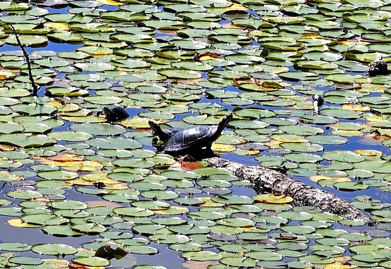 Lily Pond Park - Deer Isle, ME