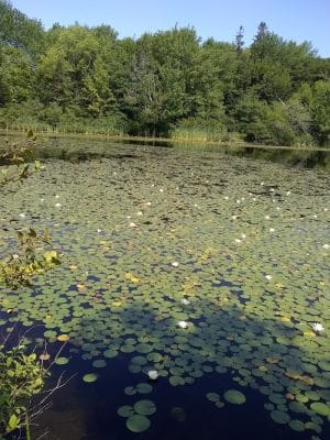 Lily Pond Park