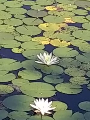 Lily Pond Park