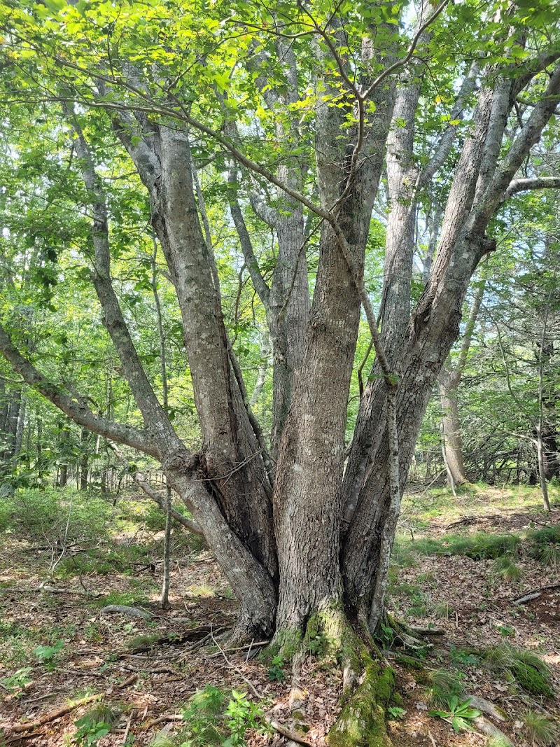 Lily Pond Park - Deer Isle, ME