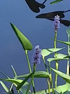 Lily Pond Park