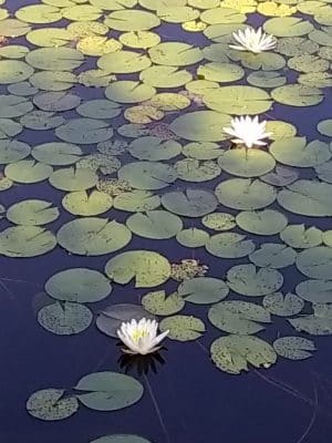 Lily Pond Park