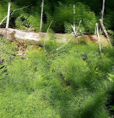 Shore Acres Preserve