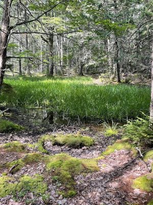 Shore Acres Preserve