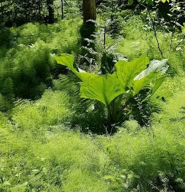 Shore Acres Preserve