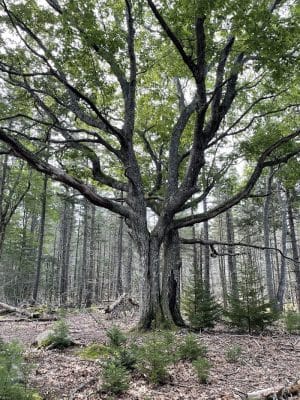Shore Acres Preserve