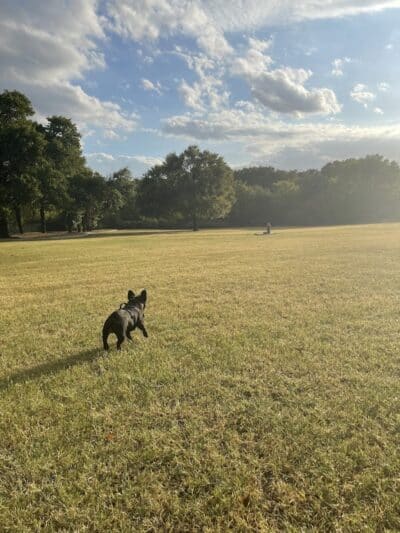 Wiggly Field Dog Park - Denton, TX