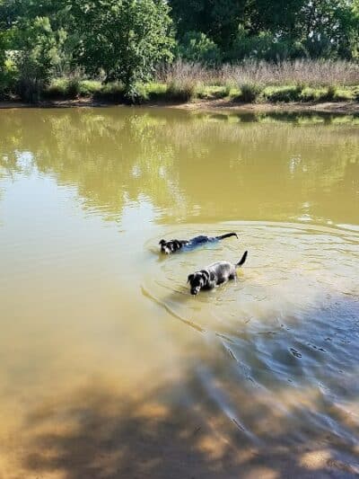 Wiggly Field Dog Park - Denton, TX