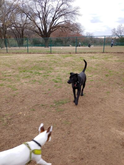 Wiggly Field Dog Park - Denton, TX