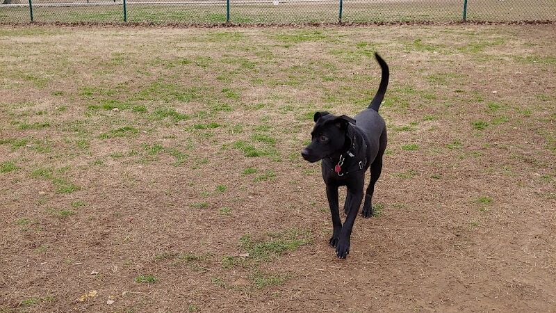 Wiggly Field Dog Park - Denton, TX