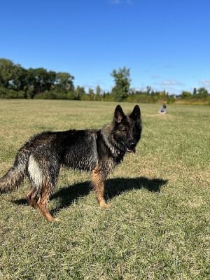 Beck Lake Dog Park