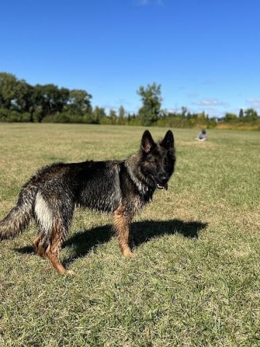 Beck Lake Dog Park
