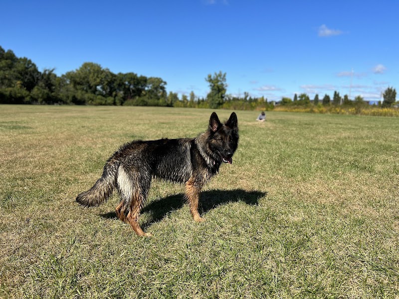 Beck Lake Dog Park - Des Plaines, IL