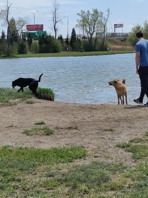Beck Lake Dog Park