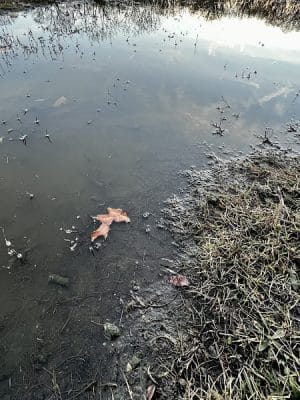 Beck Lake Dog Park