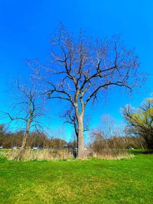 Beck Lake Dog Park