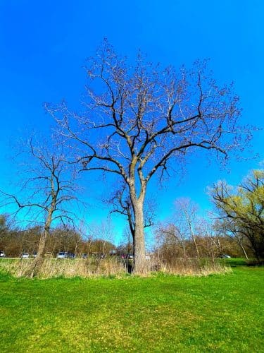 Beck Lake Dog Park