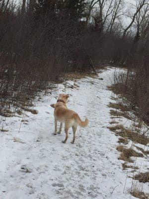 Beck Lake Dog Park