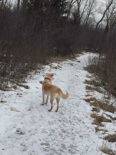 Beck Lake Dog Park