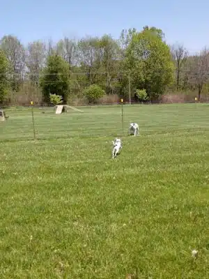 Park 4 Paws - Dixon, IL