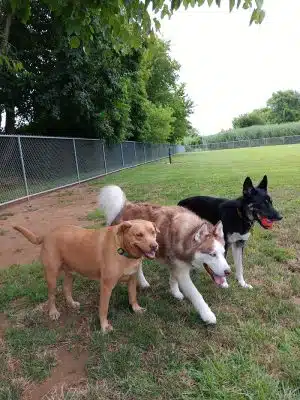 Little Creek Dog Park