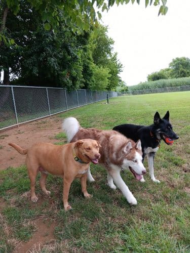 Little Creek Dog Park