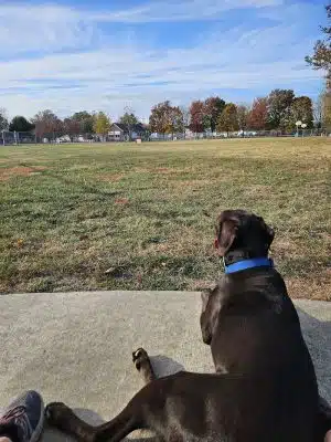 Little Creek Dog Park