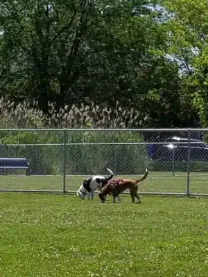 Little Creek Dog Park