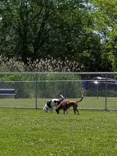 Little Creek Dog Park