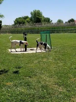 Little Creek Dog Park