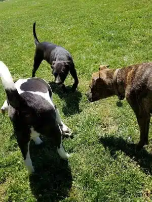 Little Creek Dog Park