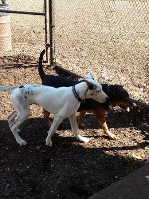 Kent Dog Park
