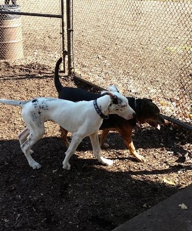 Kent Dog Park