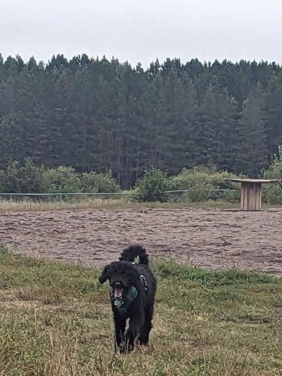 Jean Duluth Dog Park - Duluth, MN