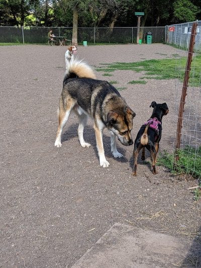 Keene Creek Dog Park - Duluth, MN