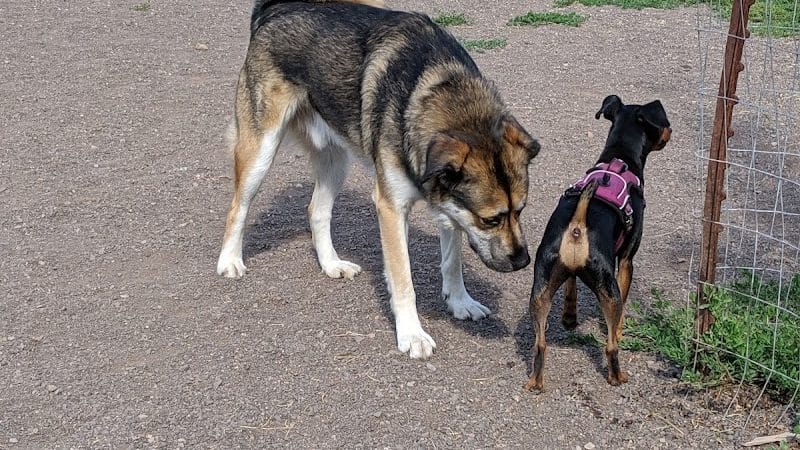 Keene Creek Dog Park - Duluth, MN