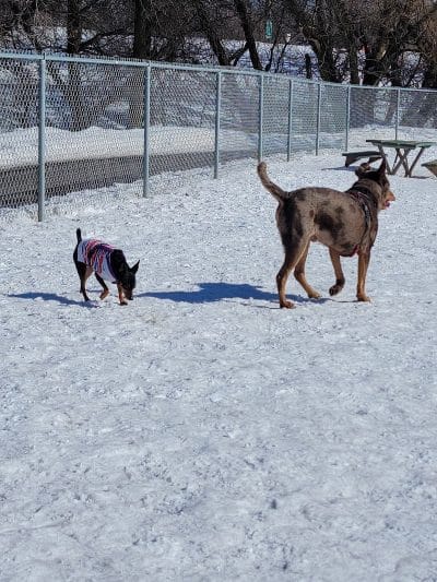 Keene Creek Dog Park - Duluth, MN