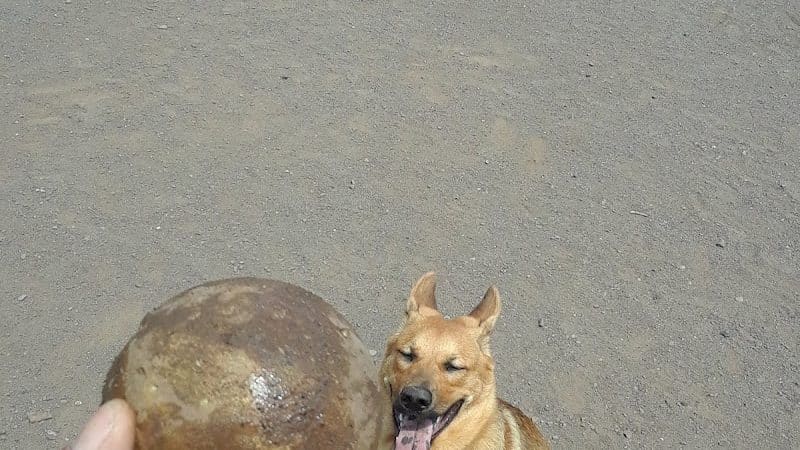 Keene Creek Dog Park - Duluth, MN