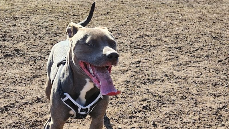 Keene Creek Dog Park - Duluth, MN