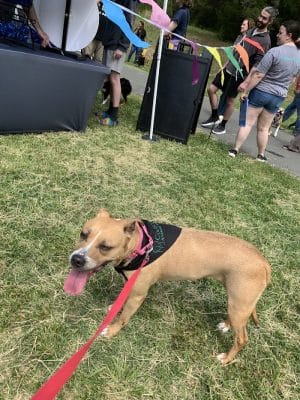 Rock Quarry Dog Park