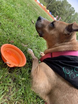 Rock Quarry Dog Park