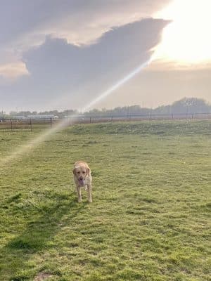 Dyer Dog Park