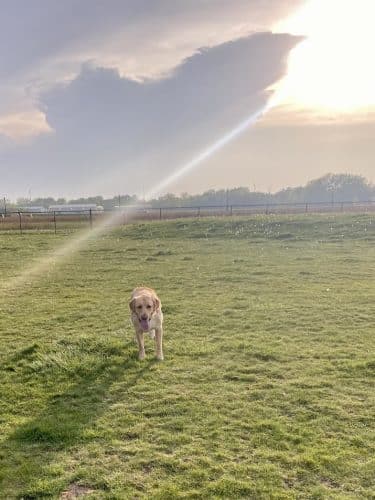 Dyer Dog Park