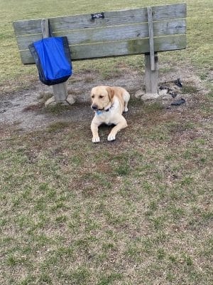 Dyer Dog Park