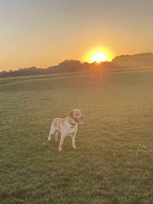 Dyer Dog Park