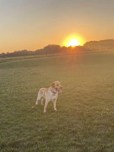 Dyer Dog Park