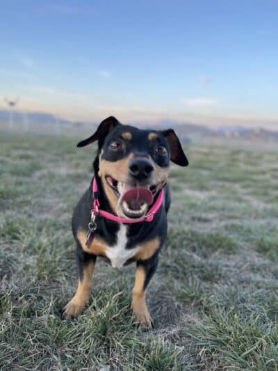 Eagle Mountain Dog Park - Eagle Mountain, UT