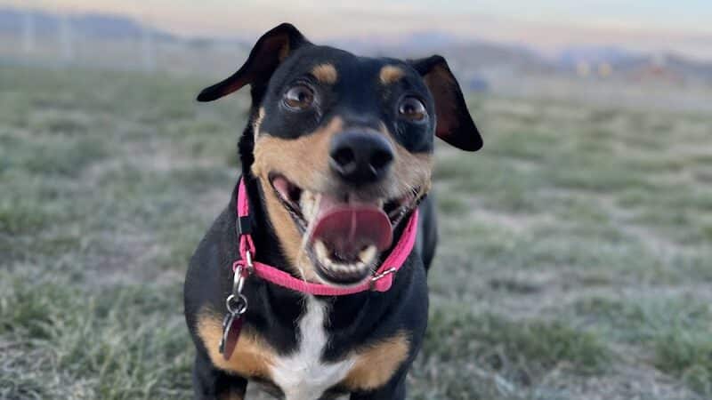 Eagle Mountain Dog Park - Eagle Mountain, UT
