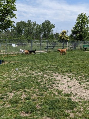 Smith Road Paw Park - East Amherst, NY