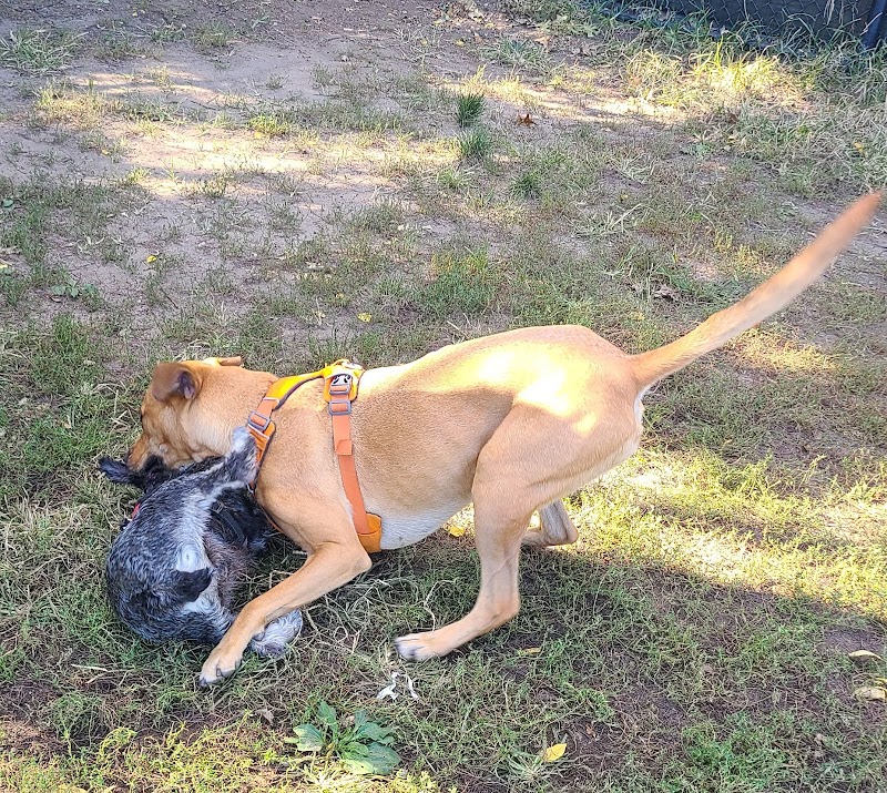 Landing Lights Dog Run - East Elmhurst, NY